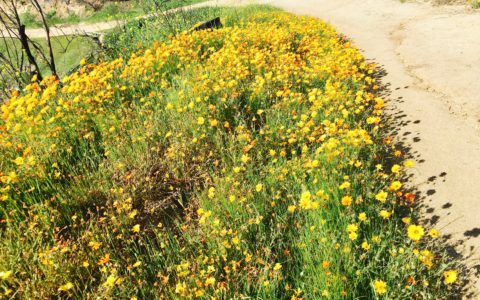 wildflowers in LA